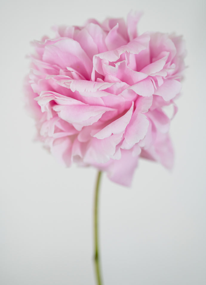 Simple and Sweet Pink Peony
