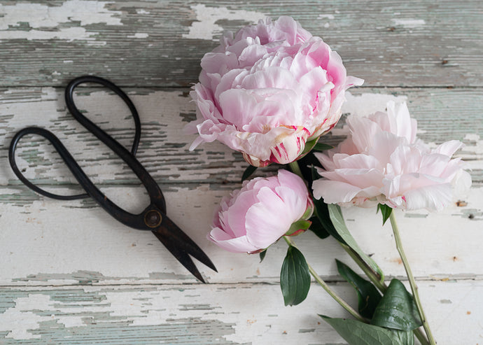 Peonies and Grammie's Kitchen Shears